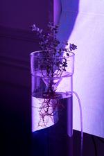 På dette billede ser man Jesper Justs betingelser for, at en plante kan gro. Vandet, planten står i, og lyset fra en led-skærm. Foto: David Stjernholm