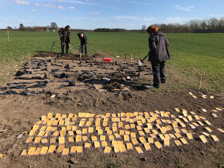 Et arkæologisk fund skal behandles med respekt for forskning og eftertid, og amatører som forskere har været igennem et sandt afmærkningshelvede med et fund på næsten 7.000 mønter.  Foto: Sidse Stephensen