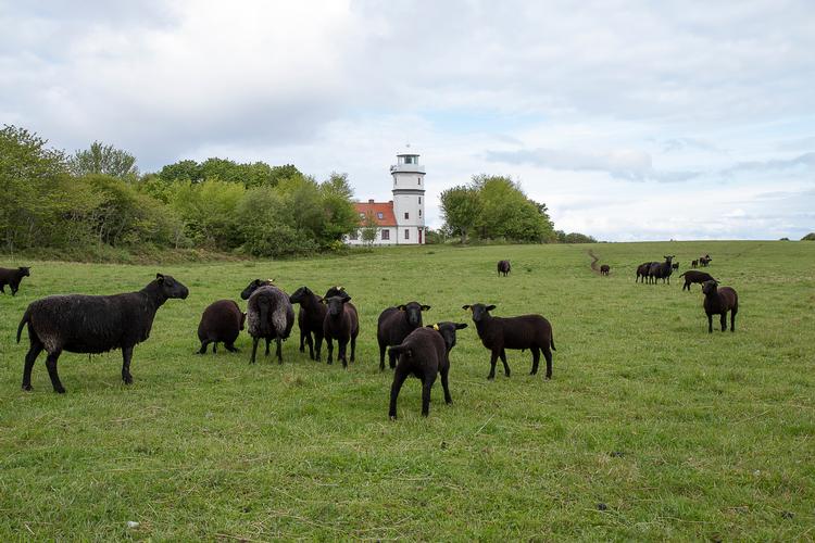 Foto: Karin Møller-Olsen