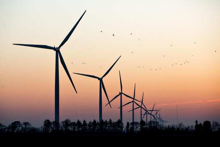 Vattenfall har i årevis arbejdet på at supplere disse store vindmøller i Nørrekær Enge ved Limfjorden med endnu 36 vindmøller. For et halvt år siden meddelte Planklagenævnet, at miljøundersøgelsen ikke var god nok med hensyn til damflagermus, og projektet blev hjemvist til fornyet behandling i de to kommuner. Foto: Janus Engel/POLFOTO