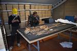 Forskere har som noget nyt kunnet koble to skeletter fra vikingetiden og bevise deres slægtsskab til hinanden. Skeletterne kan ses i en ny udstilling på Nationalmuseet.  Foto: Thames Valley Archaelogical Services/Free