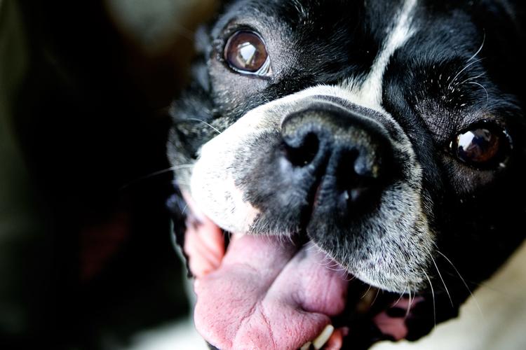 De mange ulovligt importerede hunde er af racen fransk bulldog (arkivfoto).   Foto: Camilla Stephan/POLFOTO