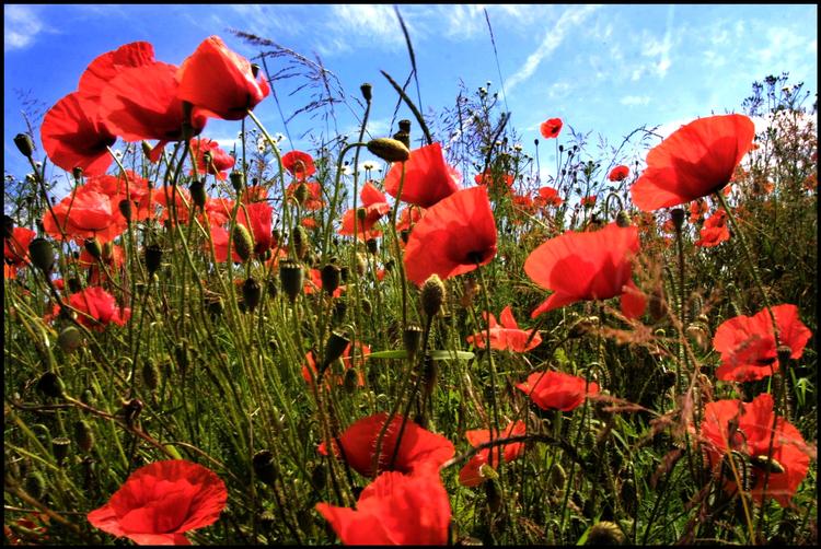 Foto: Carsten Ingemann/POLFOTO