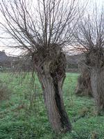 Gamle poppeltræer skal stynes for at overleve - så sætter de massevis af friske skud, der er så lette, at de gamle stamme kan bære dem.  Foto: Nieuw / commons.wikimedia.org 