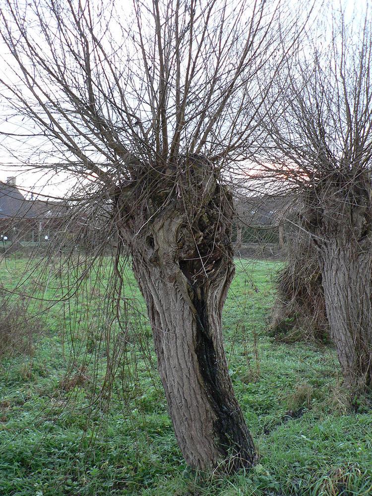 Gamle poppeltræer skal stynes for at overleve - så sætter de massevis af friske skud, der er så lette, at de gamle stamme kan bære dem.  Foto: Nieuw / commons.wikimedia.org 