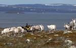 En 60-årig samisk rensdyrhyrde inspicerer sin flok i den norske Finnmark. Samer er blandt de mest klimabekymrede i Norge, og unge samer er blandt medunderskrivere af en stævning af staten til Menneskerettighedsdomstolen i Strasbourg. Foto: Stoyan Nenov/Ritzau Scanpix