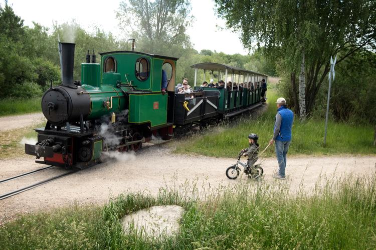 Hedelands Veteranbane på Sjælland er Danmarks længste smalsporede veteranjernbane på fem kilometer med otte standsningsteder undervejs. To-togsdrift  med damp- og motorlokomotiver hver søndag til 12. september. Løvfaldstog i skolernes efterårsferie. Derudover juletog til spejdernes julestue med juletræssalg lørdage og søndage op til jul.   Foto: Jens Dresling/POLFOTO