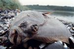 Kvælstof, hvoraf 90 procent kommer fra marker, er ifølge forskerne hovedårsag til hyppige iltsvind indre danske farvande og fjorde.  Foto: Claus Bonnerup/POLFOTO