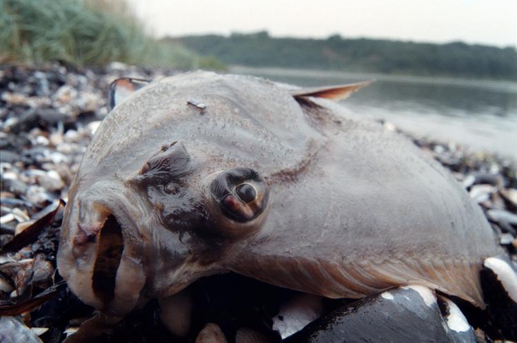 Kvælstof, hvoraf 90 procent kommer fra marker, er ifølge forskerne hovedårsag til hyppige iltsvind indre danske farvande og fjorde.  Foto: Claus Bonnerup/POLFOTO