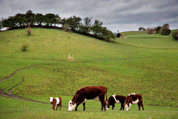 Trods klimatiltag for over 100 milliarder euro i perioden 2014-2020 er landbruget i EU ikke blevet mere klimavenligt, lyder det i rapport fra Den Europæiske Revisionsret. Især kvægavl er stadig en alt for stor klimasynder. Foto: Martin Lehmann
