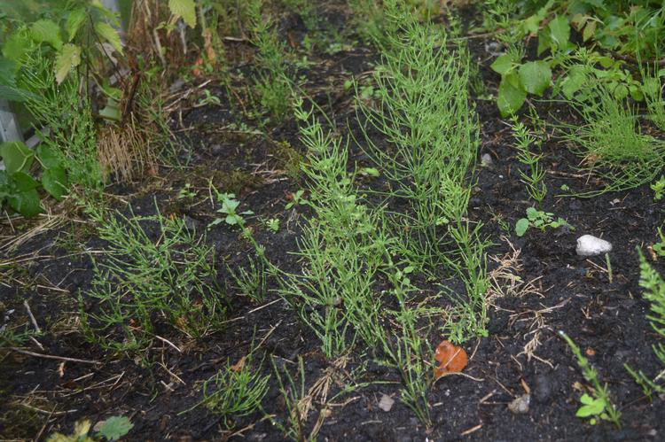 Foto: Søren Ryge Petersen