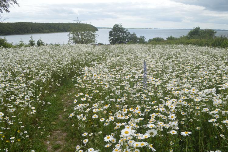 Sådan ser Søren og Dortes 2000 kvadratmeter  have ud lige nu. En skov af margeritter, der dominerer det hele. Der er mange andre blomster på arealet, men de hverken fylder eller syner så meget. Valmuerne er blevet kvalt. Et fantastisk syn, der varer det meste af sommeren. Foto: Søren Ryge Petersen

 Foto: Søren Ryge Petersen