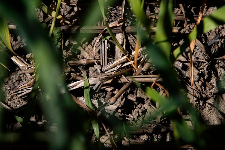 Der ligger halmrester på jorden i bunden af kornmarken, for jorden er hverken blevet pløjet eller harvet, før der blev sået på den.   Foto: Finn Frandsen/POLFOTO