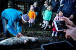 Det var et tilløbsstykke, da mange grønlændere deltog i sælkonkurrencen i Nuuks havn på Grønlands nationaldag 21. juni i år. På et signal sejlede de ud i både. Og de tre første, der kom tilbage med en sæl, fik præmier. Derefter blev sælerne skåret op.  Foto: Martin Lehmann