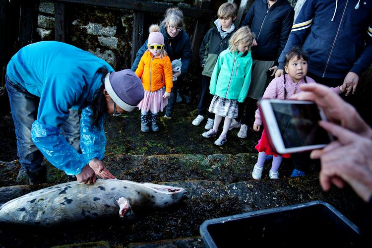 Det var et tilløbsstykke, da mange grønlændere deltog i sælkonkurrencen i Nuuks havn på Grønlands nationaldag 21. juni i år. På et signal sejlede de ud i både. Og de tre første, der kom tilbage med en sæl, fik præmier. Derefter blev sælerne skåret op.  Foto: Martin Lehmann