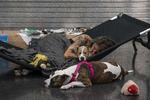 PORTLAND, OR - JUNE 27: Austun Wilde rests with her two dogs, Bird Is The Wurd and Fenrir at a cooling center in the Oregon Convention Center on June 27, 2021 in Portland, Oregon. Record breaking temperatures lingered over the Northwest during a historic heatwave this weekend. Nathan Howard/Getty Images/AFP == FOR NEWSPAPERS, INTERNET, TELCOS &amp; TELEVISION USE ONLY == Foto: Nathan Howard/Ritzau Scanpix