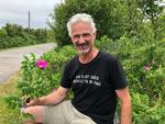 Anders Bilgram sætter gerne familie og venner i gang med at plukke 53 kilo hybenroseblade til sin gin. Her er han fanget på Livø i Limfjorden.  Foto: Jes Stein Pedersen