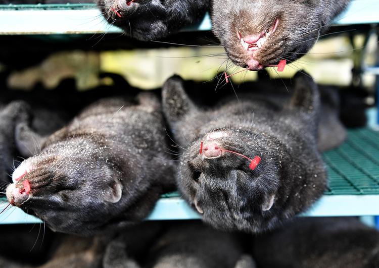 Foto: Ernst van Norde