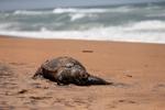 En død skilpadde er skyllet i land ved Colombos kyst i Sri Lanka.  Foto: Dinuka Liyanawatte/Ritzau Scanpix