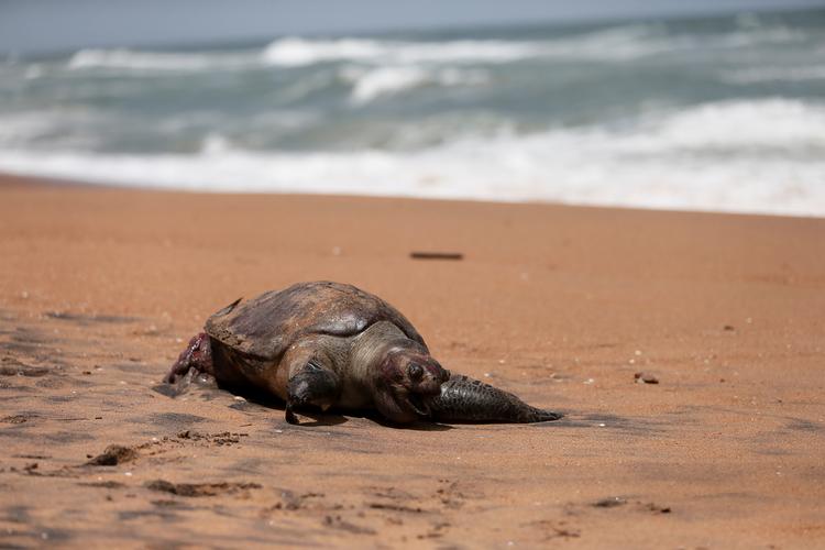 En død skilpadde er skyllet i land ved Colombos kyst i Sri Lanka.  Foto: Dinuka Liyanawatte/Ritzau Scanpix