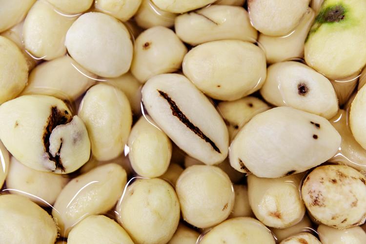 Ikke alle kartofler går til spilde, selv om de ikke ender på spisebordet. Hos Lammefjordens destilleri laver man kartofler om til vodka. Foto: Miriam Dalsgaard/POLFOTO