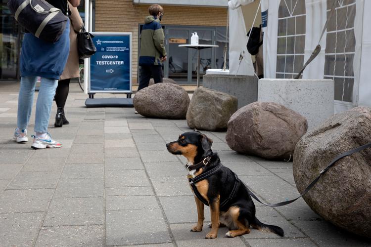 De nyeste tal inkluderer knap 95.000 test. Foto: Finn Frandsen/POLFOTO