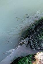 Kernen i striden mellem Bæredygtigt Landbrug og Stiig Markager er, om landmændene siden 2010 har forværret iltsvindene i de danske farvande.  Foto: Rasmus Baaner/POLFOTO