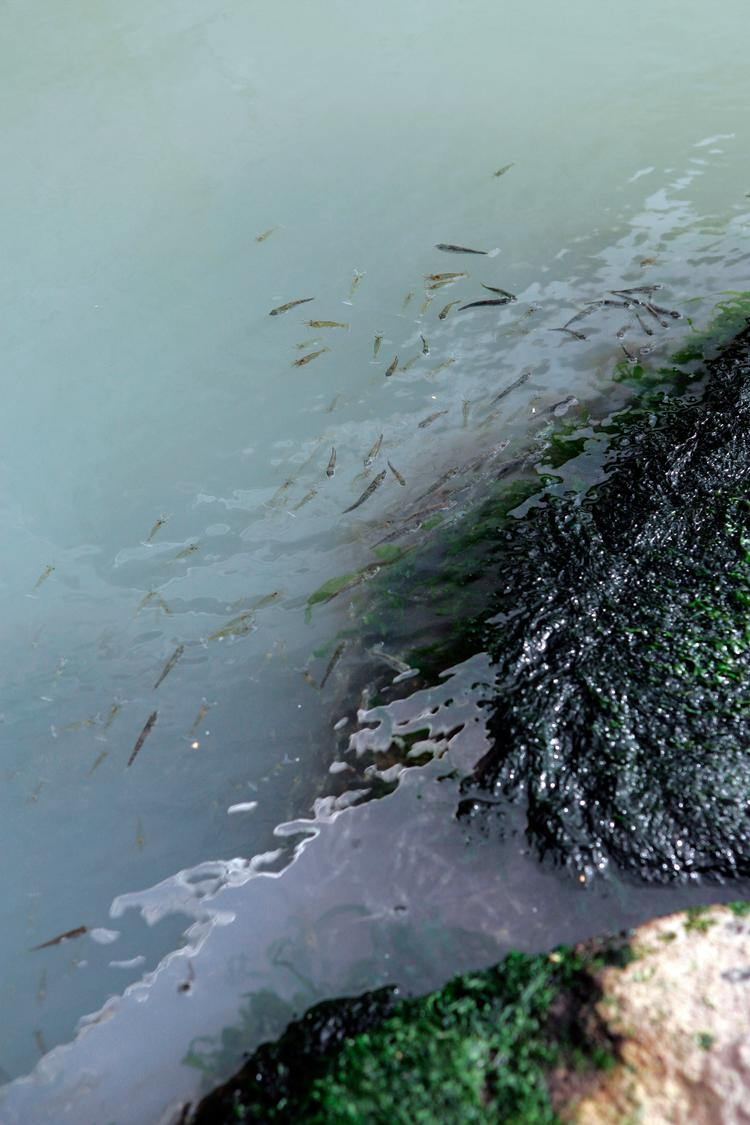Kernen i striden mellem Bæredygtigt Landbrug og Stiig Markager er, om landmændene siden 2010 har forværret iltsvindene i de danske farvande.  Foto: Rasmus Baaner/POLFOTO
