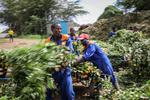En buket blomster skal gennem 30 led fra marken i Kenya til supermarkedet i Danmark. Nu er processen digitaliseret, det er afgørende hurtigere og mere gennemsigtig. På billedet en blomsterfarm fra Naivasha i Kenya.  Foto: Patrick Ngugi/Ritzau Scanpix