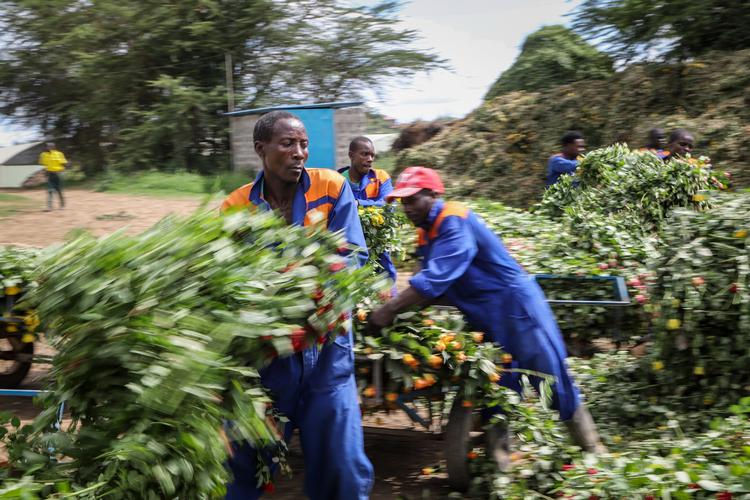 En buket blomster skal gennem 30 led fra marken i Kenya til supermarkedet i Danmark. Nu er processen digitaliseret, det er afgørende hurtigere og mere gennemsigtig. På billedet en blomsterfarm fra Naivasha i Kenya.  Foto: Patrick Ngugi/Ritzau Scanpix