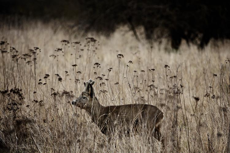 Konsekvenserne for beskyttede arter er ikke belyst godt nok. Derfor skal byggeprojektet på Amager Fælled indstilles. Foto: Martin Lehmann