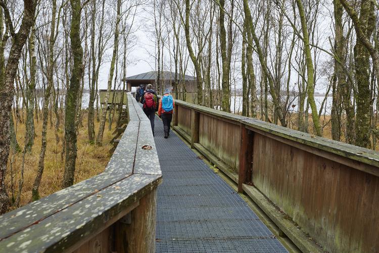 Fugletårnet ved Toftesø I Lille Vildmose i det østlige Himmerland ligger tæt på en parkeringsplads og er udstyret med en handikapvenlig adgang, som ikke er med på Naturstyrelsens kort.  Foto: Morten Langkilde