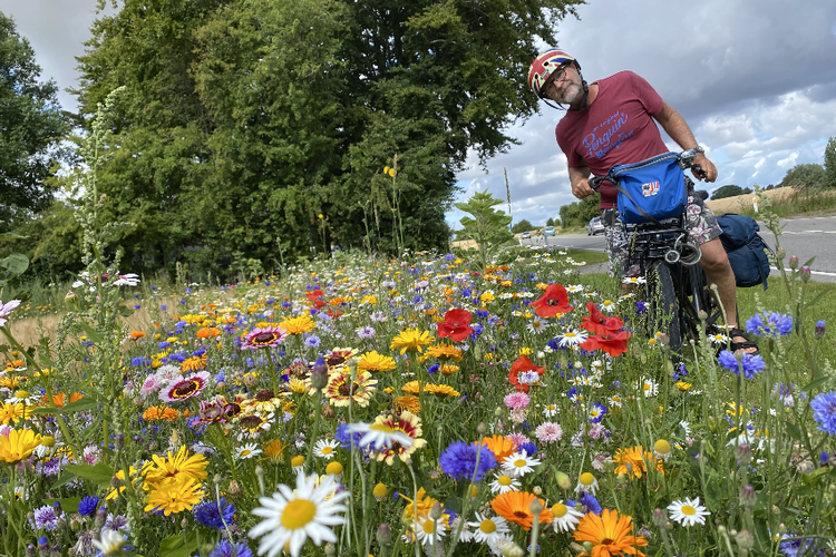Tv-manden Adrian Hughes , som er aktuel med den anmelderroste podcast 'Mors afskedsbrev' på P1, nyder farvefloret, når grøftekanterne ikke er slået. Foto: Privat Foto: Privat