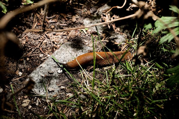 Nu er dræbersneglene også rykket ind hos Søren Ryge. Arkivfoto Lærke Posselt
