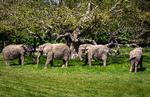 De fire pensionerede elefanter har været en stor attraktion i Knuthenborg Safaripark. De overvintrede i en stald i Slagelse, inden de blev lukket ud på elefantsletten i parken på Lolland. Foto: Knuthenborg Safaripark