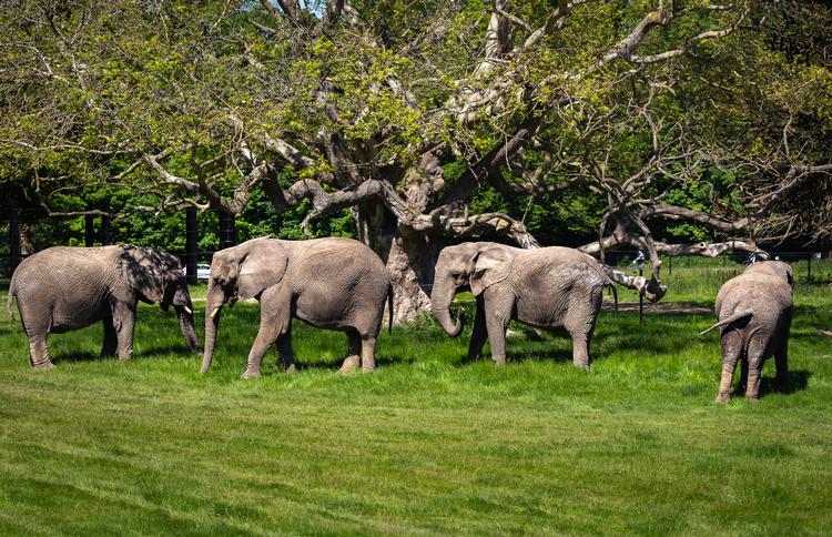 De fire pensionerede elefanter har været en stor attraktion i Knuthenborg Safaripark. De overvintrede i en stald i Slagelse, inden de blev lukket ud på elefantsletten i parken på Lolland. Foto: Knuthenborg Safaripark
