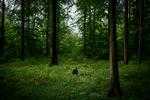   I skovens dybe stille ro kan sjælen finde heling  - det bruges også herhjemme, billedet er fra 'skovbadning' nær Rådvad.  Foto: Jens Hartmann Schmidt/POLFOTO