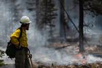 SILVER CREEK, OR - JULY, 23 : Fire Information Officer Jacob Welsh observes smoldering trees on the northern front of the Bootleg Fire on July 23, 2021 near Silver Creek, Oregon. The Bootleg Fire, which started on July 6th near Beatty, Oregon, has burned over 400, 000 acres and is currently 40 percent contained. Mathieu Lewis-Rolland/Getty Images/AFP == FOR NEWSPAPERS, INTERNET, TELCOS &amp; TELEVISION USE ONLY == Foto: Mathieu Lewis-rolland/Ritzau Scanpix