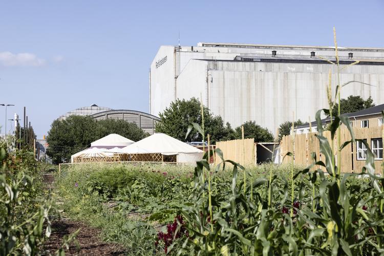 Ifølge folkene bag Øens Have er jorden, der før lå under B&amp;W’s kantine, sund nok til det nye bylandbrug, hvor råvarerne til maden på stedet dyrkes. 

 Foto: Nanna Navntoft