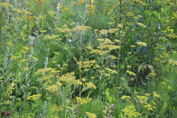 Den vilde pastinak og den vilde gulerod trives langs danske veje. Guleroden kendes på de hvide blomster, mens pastinakkens blomster er lysegule. 