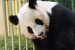 Pandaen Huan Huan med den ene af sine tvillinger i Zoo-Parc de Beauval i Saint-Aignan syd for Paris. Foto: Guillaume Souvant/Ritzau Scanpix