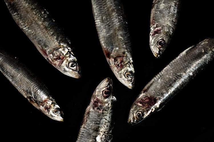 Spis gerne fisk hver dag, hvis du vil holde hjernen sund. Arkivfoto Joachim Adrian