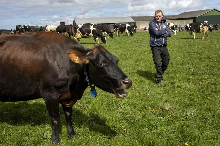 Kojubel første dag på græs på en Arla-gård. Andelsmejeriet har nu også fået grund til at juble over en afgørelse fra Fødevarestyrelsen om en kampagne for CO2-neutral mælk - kompenseret med klimakreditter. Foto: Ivan Boll/POLFOTO