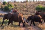 Formanden for De Berejstes Klub Svend Bergmann har besøgt Afrika 27 gange og er især betaget af det syd- og østlige Afrika som her Tsavo National Park i Kenya.   Foto: Benny Kjølhede