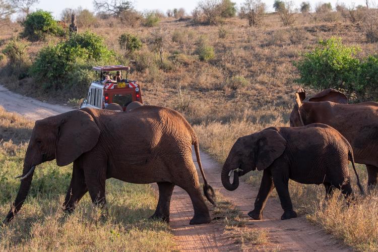 Formanden for De Berejstes Klub Svend Bergmann har besøgt Afrika 27 gange og er især betaget af det syd- og østlige Afrika som her Tsavo National Park i Kenya.   Foto: Benny Kjølhede