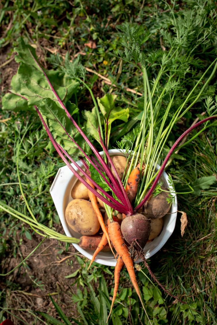 Har dine altankasser endnu ikke sørget for, at du kan kalde dig selvforsynende? Bare rolig, byen byder på flere muligheder for dig, der helst vil spise lokalt producerede råvarer.  Foto: Miriam Dalsgaard/POLFOTO