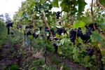 Pinot noir-druen vokser primært i de køligere egne af verden, og også i Danmark. Her er en pinot noir-mark hos  Ørnberg Vin på Sjællands Odde. Arkivfoto: Finn Frandsen