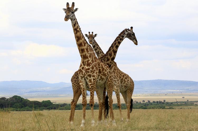 Giraffer er et relativt nemt dyr at tælle. For de færdes ofte på åbne sletter, som her på Maasai Mara National Reserve i Kenyas Narok County, så de kan tælles ved en overflyvning. Foto: Monicah Mwangi/Ritzau Scanpix