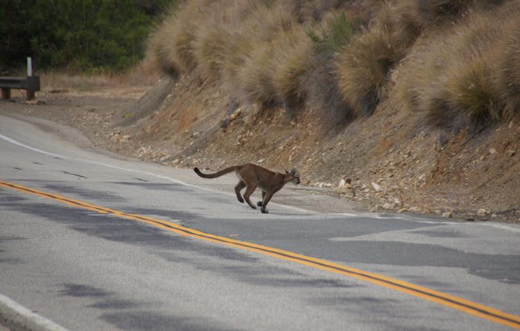 En femårig dreng er blevet indlagt på et hospital i Los Angeles med svære skader efter puma-angreb. På billedet ses en puma krydse en vej i  Santa Monica Mountains. Arkivfoto Foto: Uncredited/Ritzau Scanpix