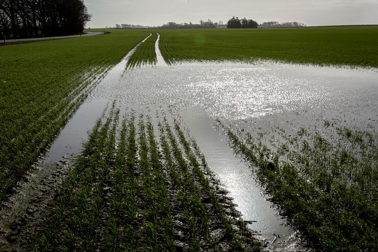 At lade vandet komme tilbage på lavtliggende landbrugsjord hjælper både klima og vandmiljø. Foto: Mads Nissen/POLFOTO